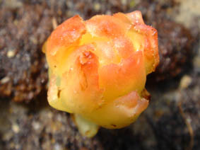 Cytinus hypocistis
